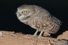 Burrowing-Owl-Rousseau-Sod-Farm-10-1115-12.jpg