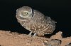 Burrowing-Owl-Rousseau-Sod-Farm-10-1115-17.jpg