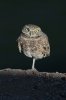 Burrowing-Owl-Rousseau-Sod-Farm-10-1115-21.jpg