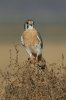 American-Kestrel-Rousseau-Sod-Farm-10-1115-08.jpg