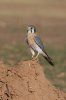 American-Kestrel-Rousseau-Sod-Farm-10-1115-11.jpg