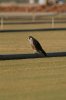 Peregrine-Rousseau-Sod-Farm-10-1115-02.jpg