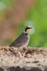 Horned-Lark-Rousseau-Sod-Farm-10-1115-01.jpg