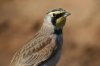 Horned-Lark-Rousseau-Sod-Farm-10-1115-08.jpg