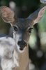 Coues-White-tailed-Deer-Ash-Canyon-B&B-10-1117-08.jpg