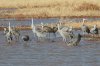 Sandhill-Crane-Whitewater-Draw-10-1124-03.jpg