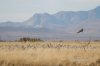 Sandhill-Crane-Willcox-Twin-Lakes-10-1123-05.jpg