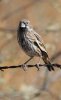 Lark-Bunting-Willcox-Twin-Lakes-10-1123-02.jpg