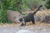 Coati-Cave-Creek-Ranch-10-1123-02.jpg