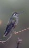 Blue-throated-Hummingbird-Cave-Creek-Ranch-10-1123-02.jpg