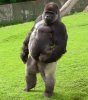 upright ape at zoo.jpg