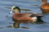 American-Wigeon-Reid-Park-10-1205-10.jpg