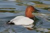 Canvasback-Reid-Park-10-1205-10.jpg