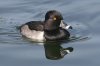 Ring-necked-Duck-Reid-Park-10-1205-01.jpg