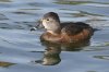 Ring-necked-Duck-Reid-Park-10-1205-08.jpg