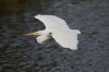 Great-Egret-Reid-Park-10-1205-04.jpg