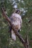 Red-tailed-Hawk-Reid-Park-10-1205-04.jpg