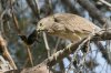 Black-crowned-Night-Heron-Reid-Park-10-1205-14.jpg
