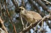 Black-crowned-Night-Heron-Reid-Park-10-1205-20.jpg