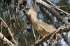 Black-crowned-Night-Heron-Reid-Park-10-1205-23.jpg