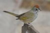 Green-tailed-Towhee-Patons-10-1210-01.jpg