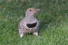 Northern-Flicker-Kino-Springs-10-1210-03.jpg