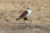 Ferruginous-Hawk-Sulphur-Springs-Valley-10-1220-06.jpg