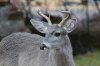 Coues-White-tailed-Deer-Cave-Creek-Ranch-10-1230-03.jpg