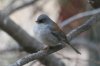 Yellow-eyed-Junco-Walker-House-Paradise-10-1230-03.jpg