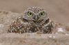 Burrowing-Owl-Pinal-Air-Park-10-1229-01.jpg