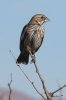 Lark-Bunting-Sulphur-Springs-Valley-11-0120-01.jpg