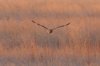 Short-eared-Owl-San-Rafael-Valley-11-0101-01.jpg