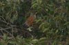 Rufous-backed-Robin-Santa-Cruz-Flats-11-0116-07.jpg