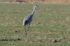 Sandhill-Crane-Whitewater-Draw-11-0118-02.jpg