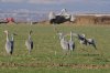 Sandhill-Crane-Whitewater-Draw-11-0118-01.jpg