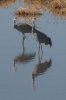 Sandhill-Crane-Whitewater-Draw-11-0118-22.jpg