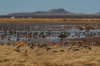 Sandhill-Crane-Whitewater-Draw-11-0118-20.jpg