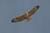 Ferruginous-Hawk-Kansas-Settlement-11-0206-01.jpg