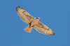 Ferruginous-Hawk-Santa-Cruz-Flats-11-0129-06.jpg