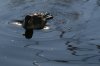 Ruddy-Duck-Sweetwater-Wetlands-11-0201-01.jpg