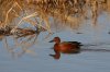 Cinnamon-Teal-Whitewater-11-0206-03.jpg