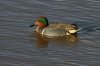 Green-winged-Teal-Whitewater-11-0206-18.jpg