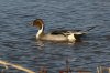 Northern-Pintail-Whitewater-11-0206-03.jpg