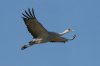 Sandhill-Crane-Whitewater-11-0206-21.jpg