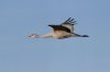 Sandhill-Crane-Whitewater-11-0206-33.jpg