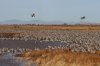 Sandhill-Crane-Whitewater-11-0206-15.jpg