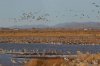 Sandhill-Crane-Whitewater-11-0206-29.jpg