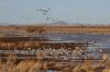 Sandhill-Crane-Whitewater-11-0206-30.jpg