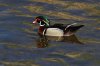 Wood-Duck-Cortaro-Rd-11-0311-04.jpg