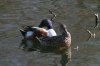 Northern-Shoveler-Sweetwater-11-0304-01.jpg